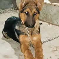 ژرمن شپردژولاین ماده