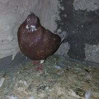 کبوتر پرشی|پرنده|مرند, |دیوار