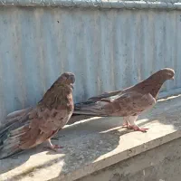 جفت سرول نر و ماده آتشی