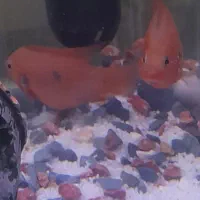 جفت ماهیجوئل|ماهی|تهران, شهرک شریعتی|دیوار