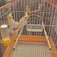 دو عدد پرنده عروس هلندی با قفس و لانه چوبی