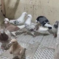 کبوتر کفتر|پرنده|فردیس, ثابتی|دیوار