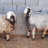 فروش میش و کر میش|حیوانات مزرعه|مهریز, |دیوار