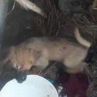 معاوضه با کبوتر زاغ