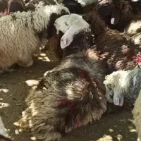زرینه دام الپ زنده سویس
