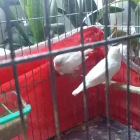 یک جفت فنچ بالغ سالم سلام