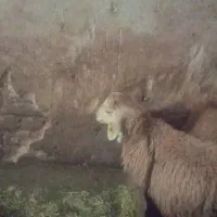 گوسفند فروشی قصمت 650پرواری  جهت قربانی ومصرف یخچا