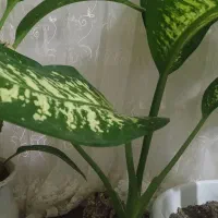 گل دیفن باخیا