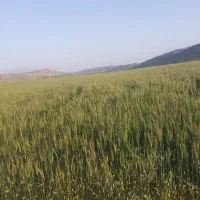 ۱۰۰۰متر زمین