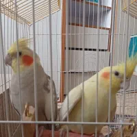 عروس هلندی جفت با سه عدد تخم