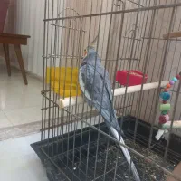 عروس هلندی