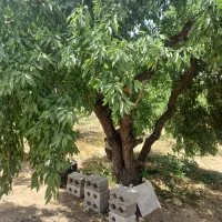 باغ وزمین کشاورزی ۱۵۰۰ مت شوراب صغیر