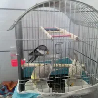 عروس هلندی|پرنده|طبس, |دیوار