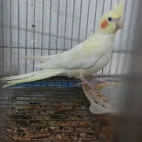 عروس هلندی جفت و تک