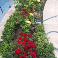 هرس انواع درخت ومرت کردن باسابقه 12سال