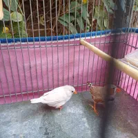 یه جفت فنچ همراه قفس|پرنده|فردیس, شهرک ۱۱۰|دیوار