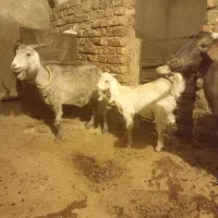 دو عود بز شیرا به همراه یک دانه بزغاله|حیوانات مزرعه|کنگاور, |دیوار