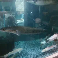 ماهی آکواریومی و مانستر|ماهی|ساری, |دیوار