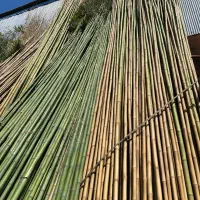 خرید فروش نی بامبو و ریشه گلدانی سایز ۷.۱۰