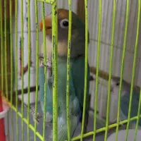 برزیلی|پرنده|اندیشه, اندیشه فاز ۲|دیوار