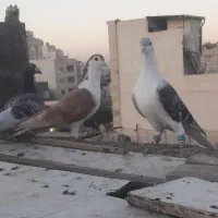 کفتر