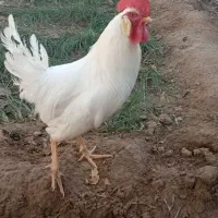 مرغ خروس|حیوانات مزرعه|مشهد, تلگرد|دیوار