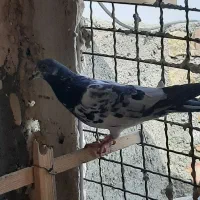 ماده کله سبز پرخال|پرنده|زابل, |دیوار