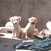 سگ پا کوتاه جفت نر