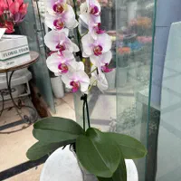 ارکیده