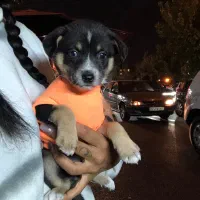 هاپو کوچولو های عروسکی مینیاتوری|سگ|تهران, هوانیروز|دیوار