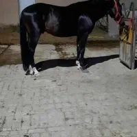 اسب دوسر وارداتی|اسب و تجهیزات اسب‌سواری|پردیس, فاز ۱|دیوار