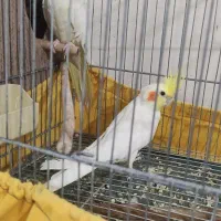 5عدد عروس هلندی فروش