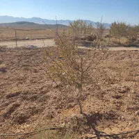 ده هزارمتر بادام مامایی جوان