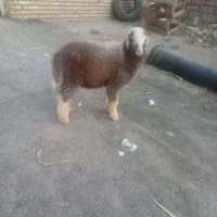 ۰۹۰۲۷۵۹۴۷۹۷