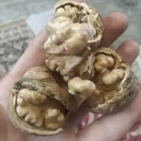 گردو کلات پرچرب کلات رسید خوشمزه|خوردنی و آشامیدنی|مشهد, شهید شهریاری|دیوار