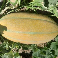 خربزه مشهدی