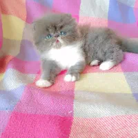 بچه گربه پرشین
