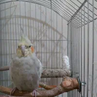 جفت عروس هلندی همراه چهارعدد تخم|پرنده|مسجد سلیمان, |دیوار