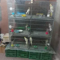 عروس هلندی مولد|پرنده|دهاقان, |دیوار