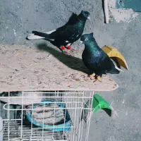 اشعل