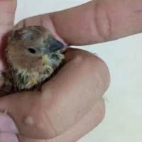 گلبسر قناری،فنچ کینگ،سهره|پرنده|کرج, حیدرآباد|دیوار