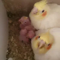 جوجه عروس  لوتینو|پرنده|مشهد, نیزه|دیوار