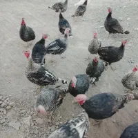 حیوانات مزرعه|حیوانات مزرعه|خاش, |دیوار