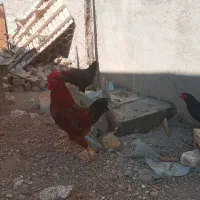 یک عدد خروس محلی