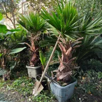 فروش تعدادی پالم ریشه پرس