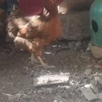 مرغ تخمگذار بومی