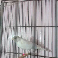 قناری سفید|پرنده|جهرم, |دیوار