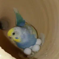 جوجه مرغ عشق|پرنده|زاهدان, |دیوار