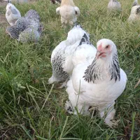 تخم مرغ برهما وآمروک ومینیاتوری|حیوانات مزرعه|اسالم, |دیوار