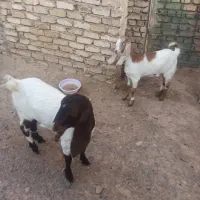 بزغاله ماده|حیوانات مزرعه|فرح دشت, |دیوار